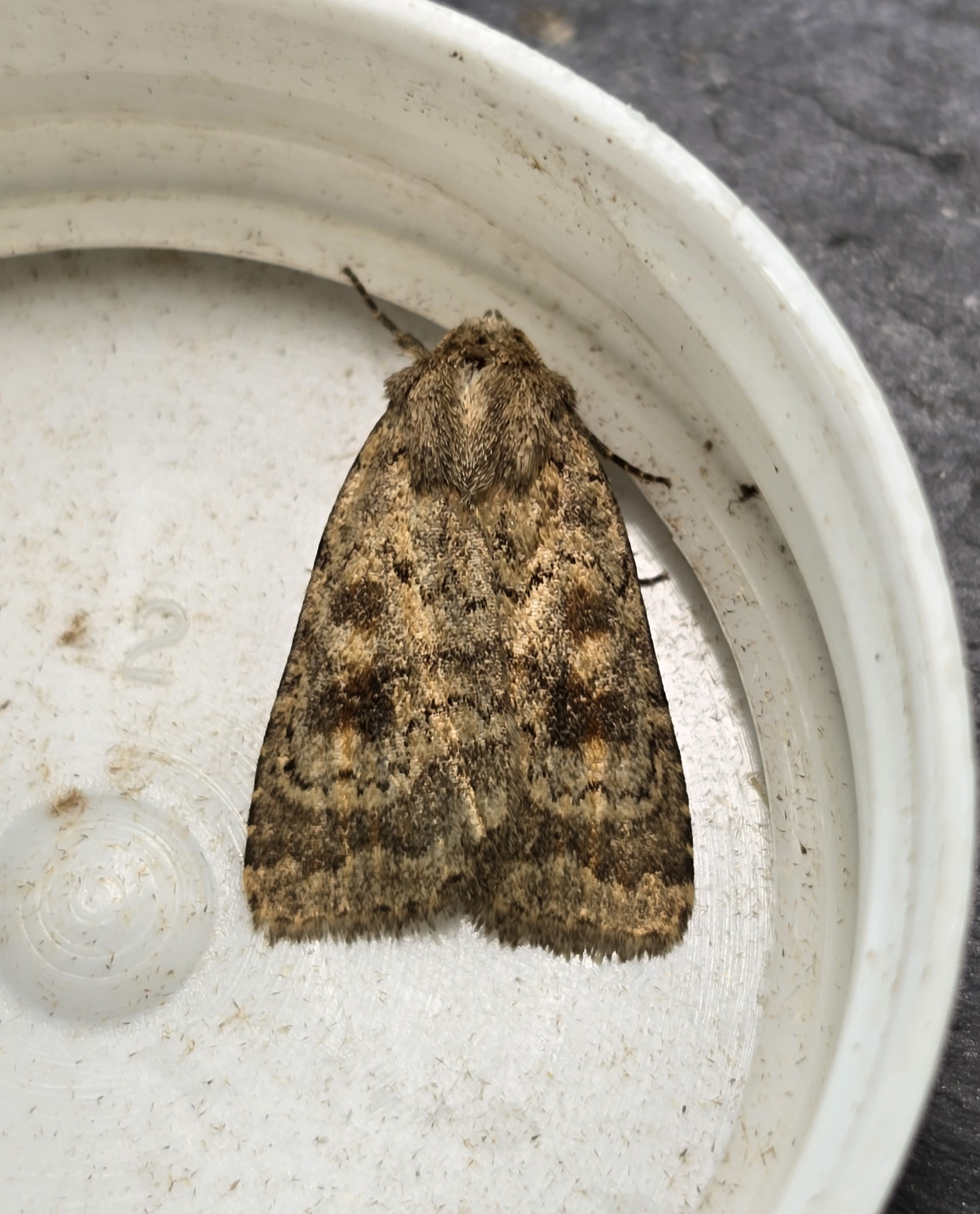 Photo of Mottled Rustic (Caradrina morpheus)